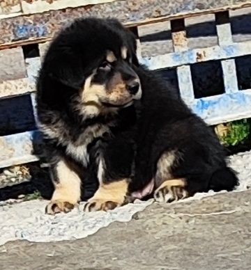 Сильні сміливі породні