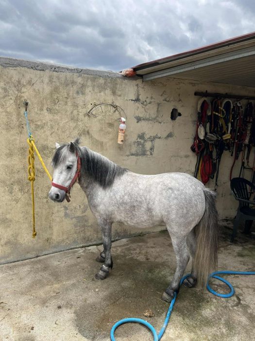 Ponei macho castrado