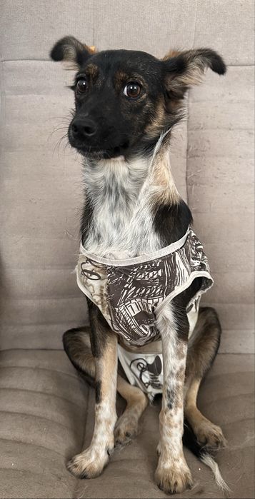 Дейзі в пошуках дому