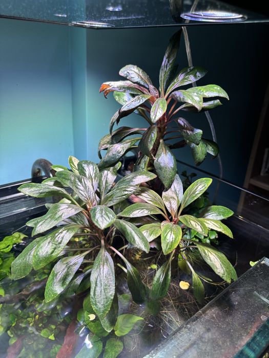Lobelia - roślina akwariowa