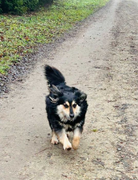 przyjacielski Baron szuka nowego domu