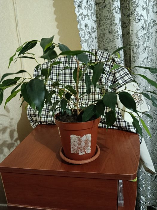 Кімнатні рослини