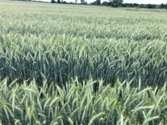 Łubin.żyto jare.owies.seradela.nostrzyk.facelia.gryka.pszenżyto jare