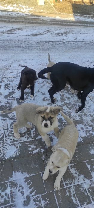 Цуценята від невеликої мами собачки.
