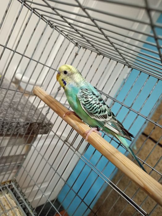 Periquitos várias mutações