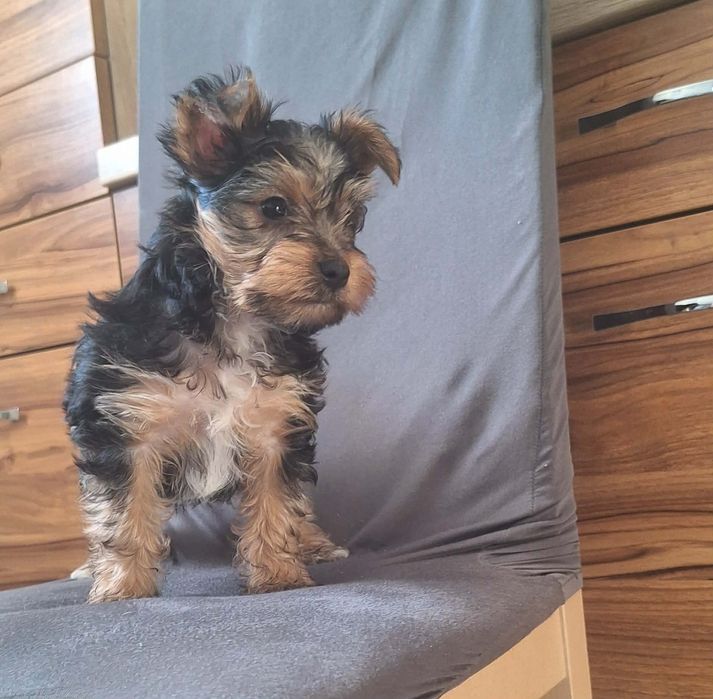 Piesek Yorkshire Terrier