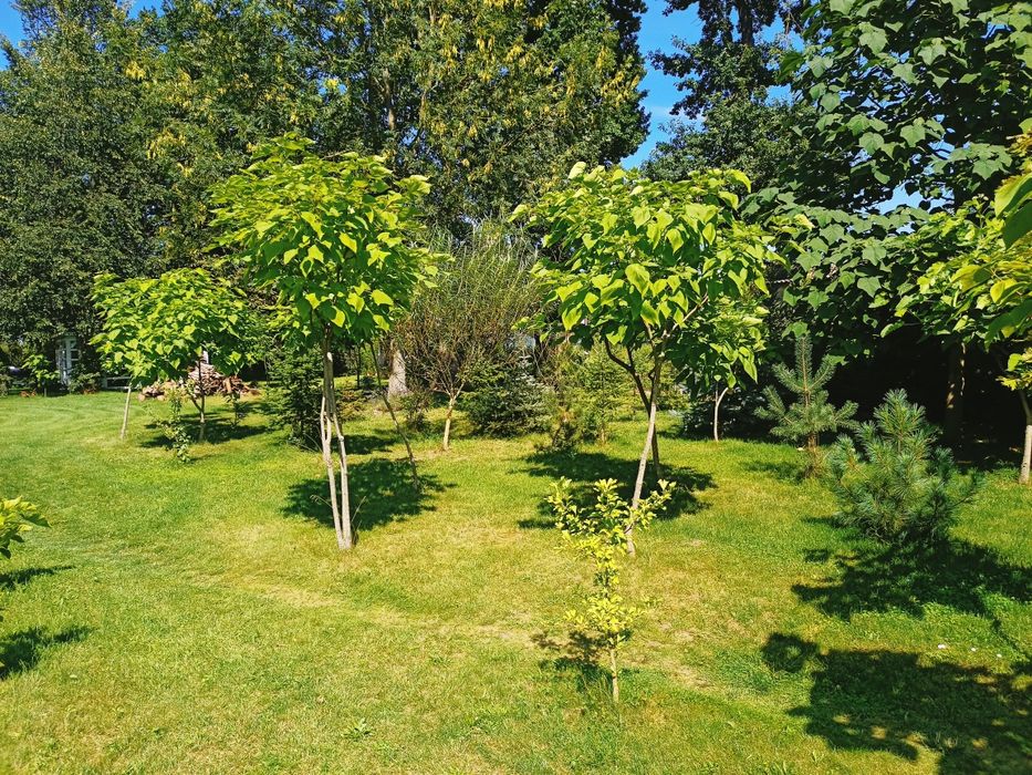 Surmia katalpa wielokwiatowa