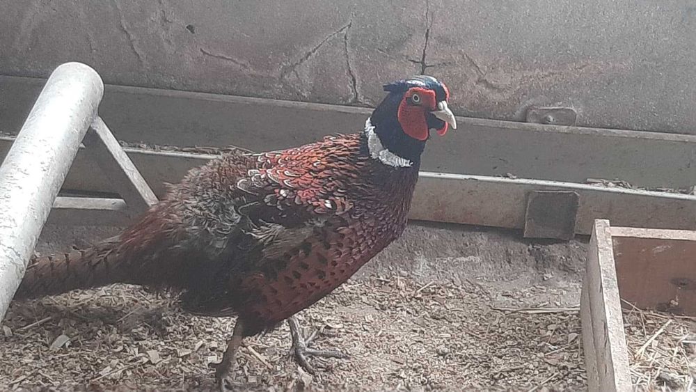 Casal de Faisões de Caça/Coleira, tenho pintos também
