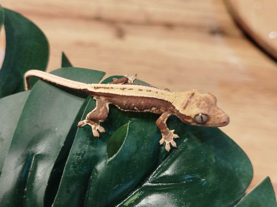 Gekon orzęsiony młody