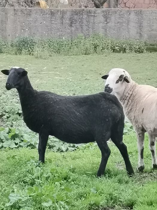 Carneiro raça pura churra bragançana