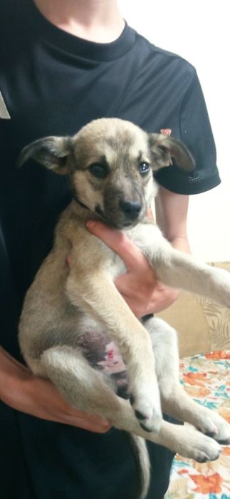 Цуцики в добрі руки