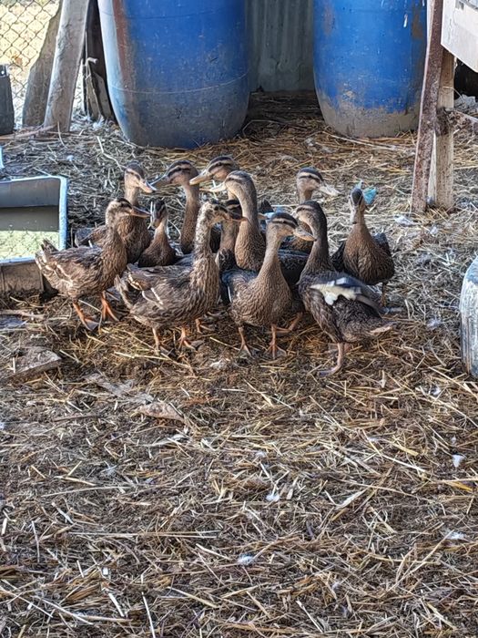 Patos reais 10€ cada