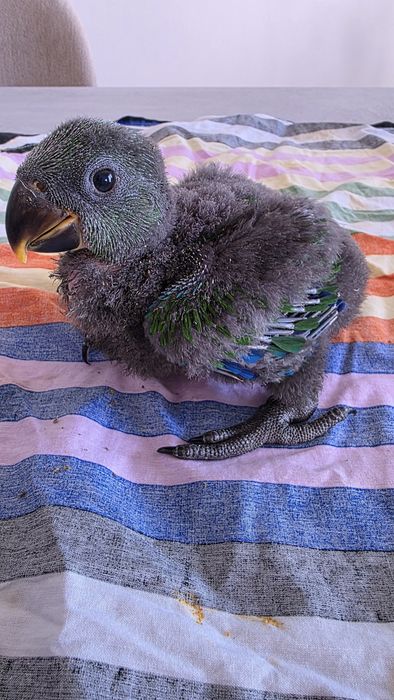 Papagaio Ecletus macho , para criar á  mão.