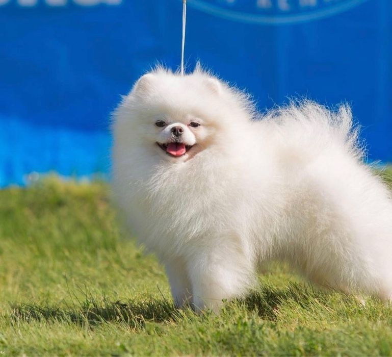 Білосніжний міні хлопчик померанський шпіц