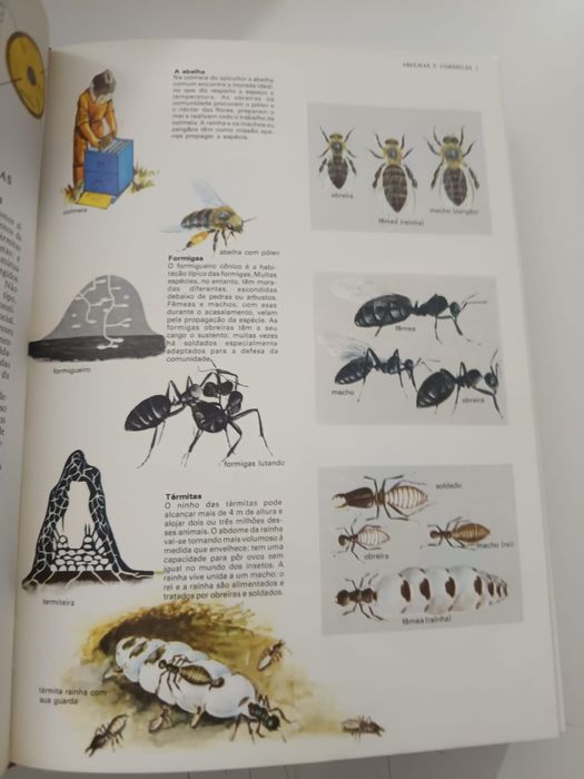 Enciclopédia combi visual