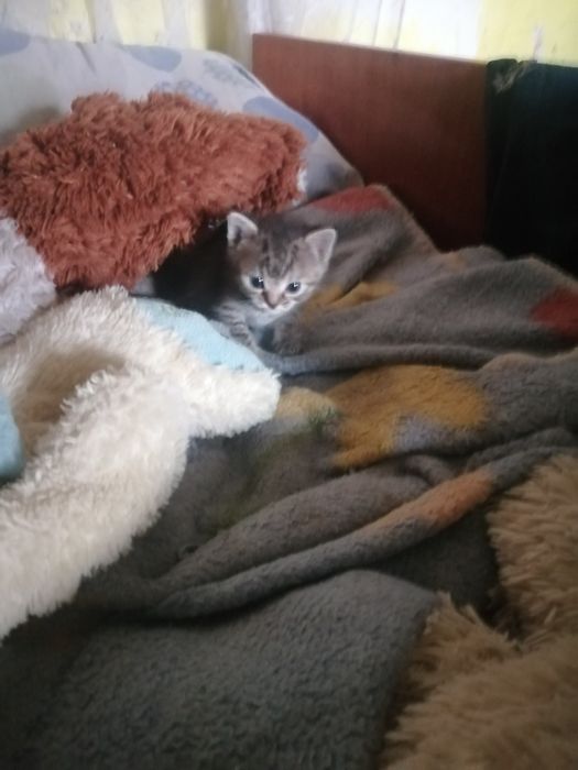 Кошенята у добрі руки