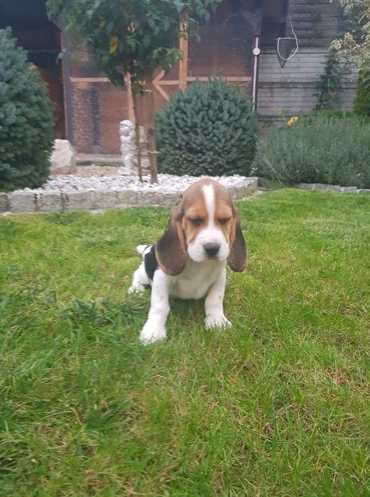 Beagle sunia piękna