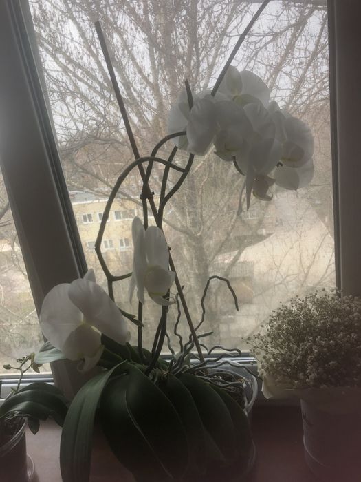 Продам красуні Орхідеї