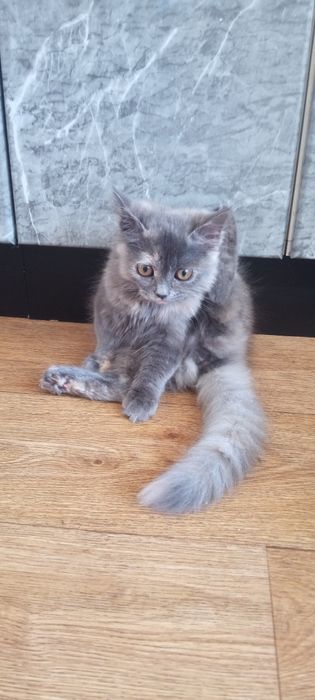 Кошечка британка