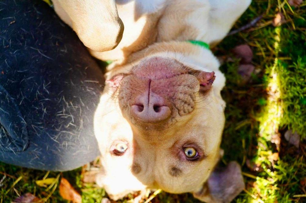 Mix molosów sunia Saba do adopcji.