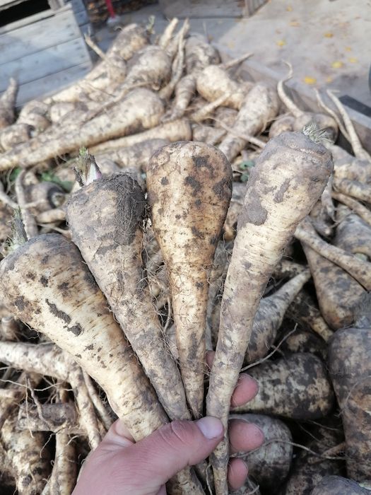 Pasternak 24kilo wysyłka inpost od rolnika