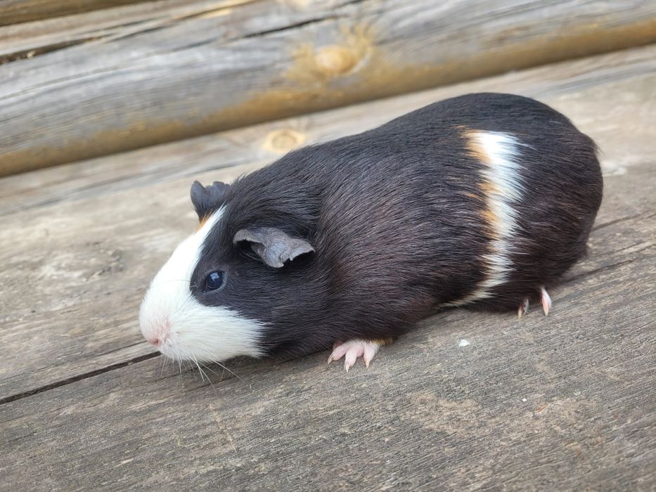 Продам морських свинок