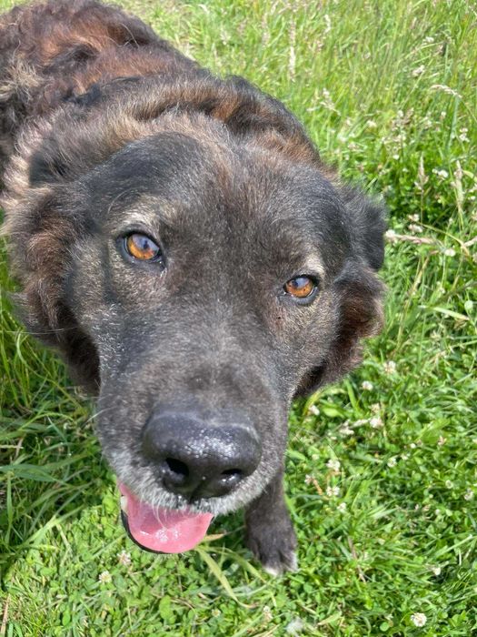 Grubi - psi miś szuka swojego domu