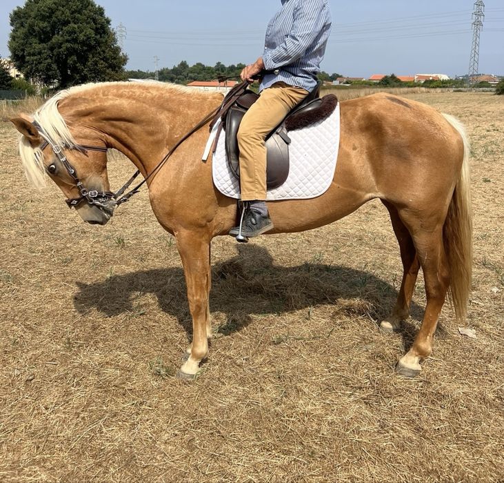 Aceito Troca Egua Palomina super mansa