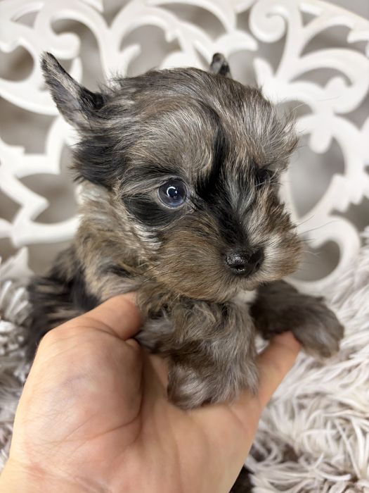 Yorkshire Terrier, piesek bluemarle