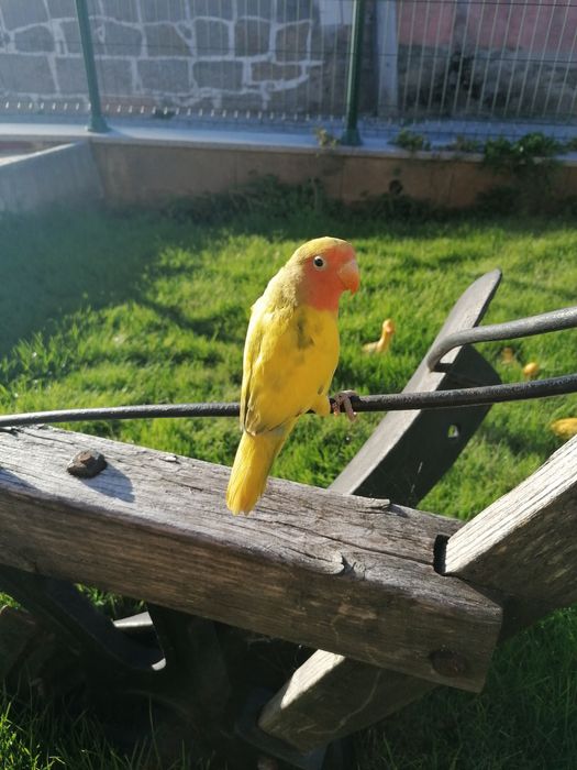 Aves selvagens novas e adultas .