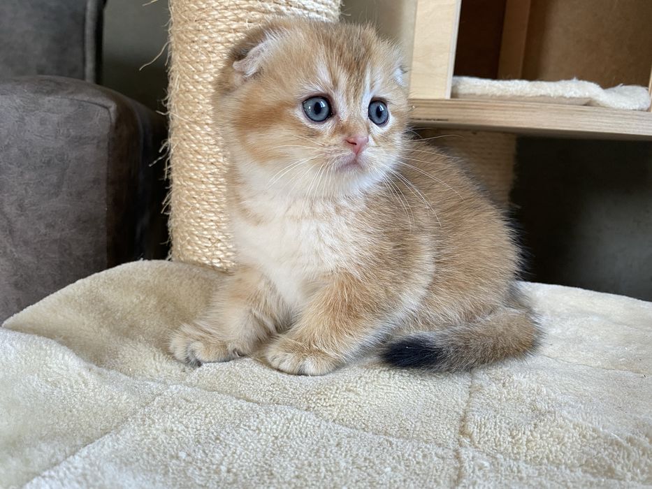 Elaya- золота шиншила