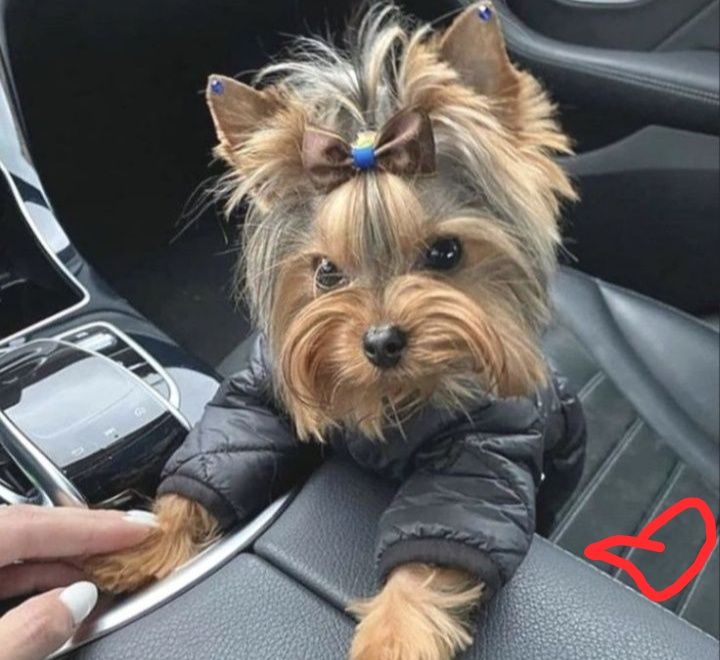 Поспішайте! Породні йорки !