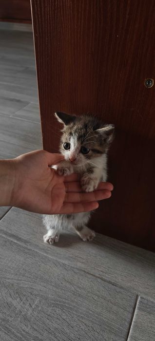 Кошенята  віддам в добрі руки