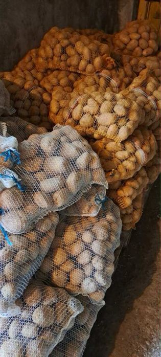 Ziemniaki Soraya,  możliwość sprzedaży  wielkości  sadzeniaka