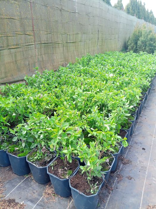 Hortensja Bukietowa Hortensje Bukietowe