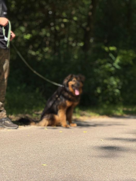 Wrócił z adopcji już dwa razy. Czy Gibson ma szanse na dom?