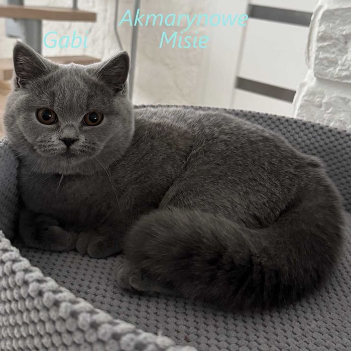 Kotka brytyjska niebieska z rodowodem FPL