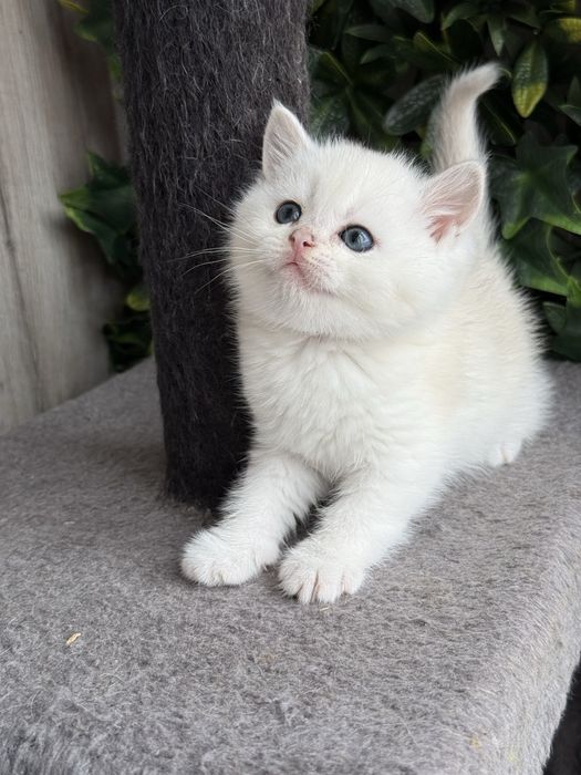 Macho british shorhair