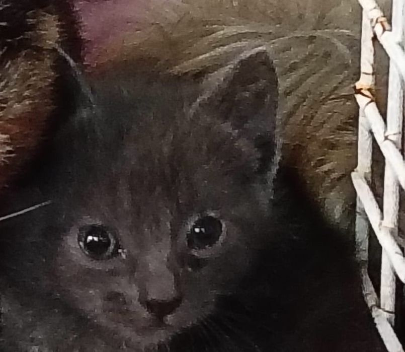 Baga- Gatinha bebé para adoção responsável