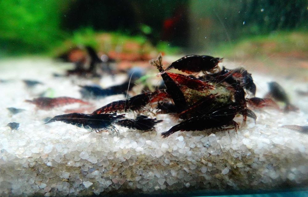 Krewetka/Krewetki/Mech/Mchy/Bucephalandra/Rarytas ZAMIANA PROMOCJA