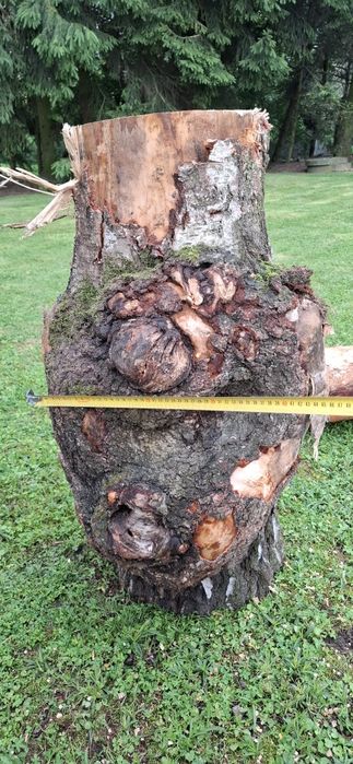 Czeczota brzozowa czeczot brzozowy