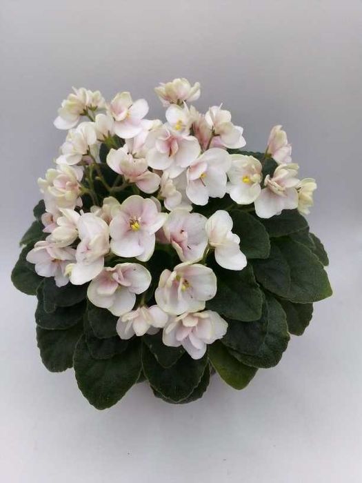 Фіалки міні/напівміні набори