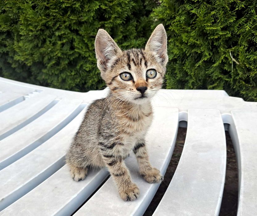 Котик Котенок Кошенятко Сірий Смугастий Серый Полосатый