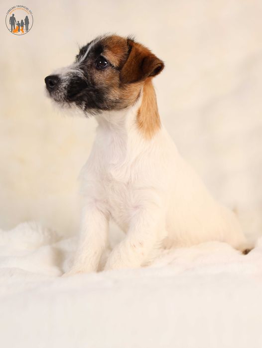 Jack Russell Terrier ZKwP FCI