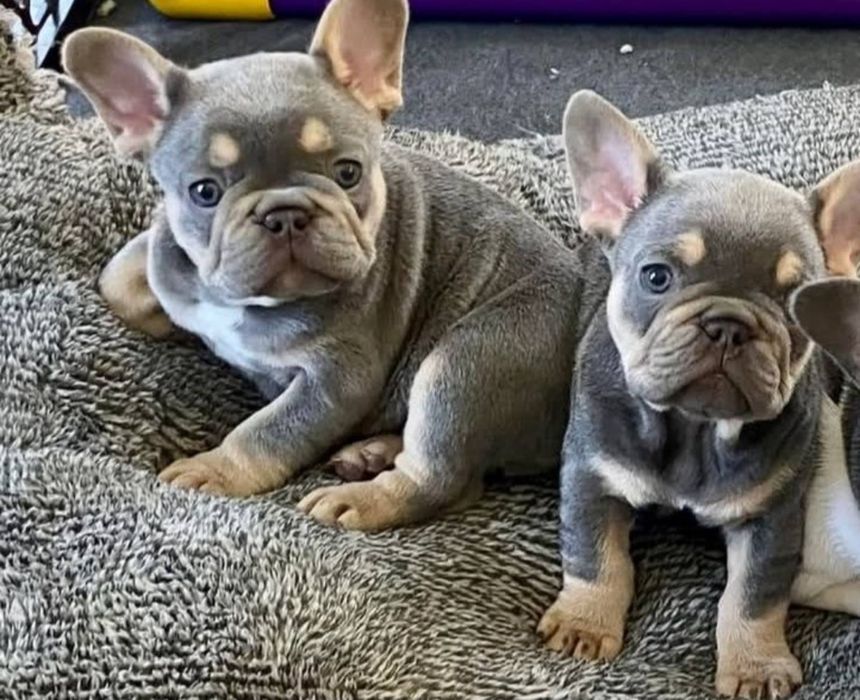 Дивовижні цуценята