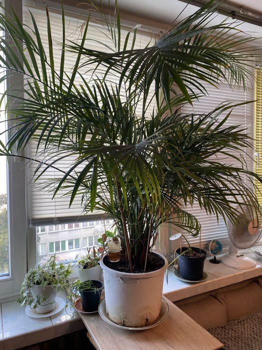 Bardzo Duża Palma Areca Areka