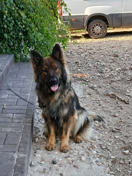 Owczarek staroniemiecki z rodowodem suczka Oddam w dobre rece