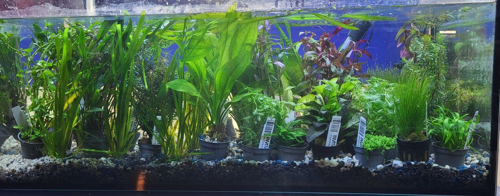Rośliny akwariowe