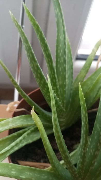Aloes ukorzeniony młoda sadzonka