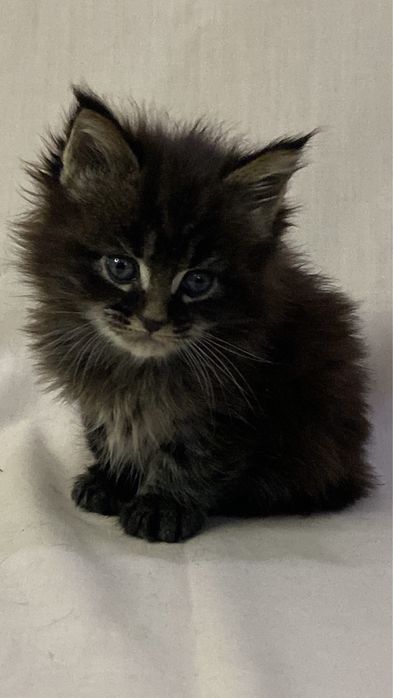 Мальчик мейн кун